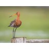 CALVENDO Puzzle CALVENDO Puzzle Die Uferschnepfe Limosa limosa Пазл CALVENDO Puzzle Чернохвостый веретенник Limosa limosa
