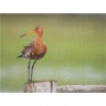 CALVENDO Puzzle CALVENDO Puzzle Die Uferschnepfe Limosa limosa Пазл CALVENDO Puzzle Чернохвостый веретенник Limosa limosa
