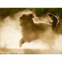 CALVENDO Puzzle CALVENDO Puzzle Staubwolke Пазл CALVENDO Пазл облако пыли