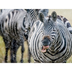 CALVENDO Puzzle CALVENDO Puzzle Der Regen macht dem Zebra nichts aus Пазл CALVENDO Puzzle Дождь не беспокоит зебру