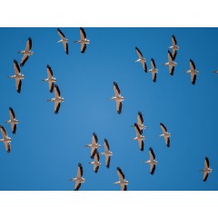 CALVENDO Puzzle CALVENDO Puzzle Pelikane Пазл CALVENDO Пазл Пеликаны