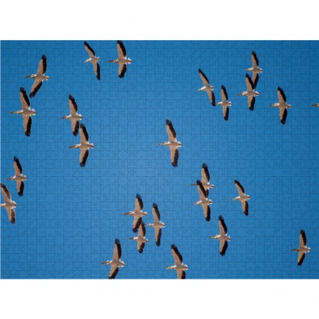 CALVENDO Puzzle CALVENDO Puzzle Pelikane Пазл CALVENDO Пазл Пеликаны
