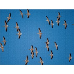 CALVENDO Puzzle CALVENDO Puzzle Pelikane Пазл CALVENDO Пазл Пеликаны