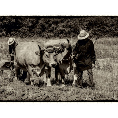 CALVENDO Puzzle CALVENDO Puzzle Harvest Пазл CALVENDO Пазл Урожай