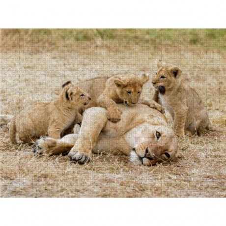 CALVENDO Puzzle CALVENDO Puzzle Emotionale Momente: Lowenbabys Пазл CALVENDO Puzzle Эмоциональные моменты: Львята