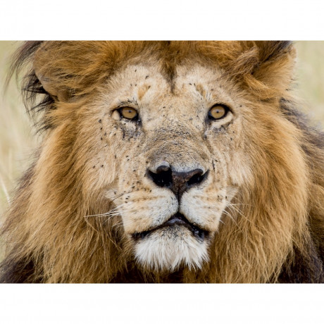 CALVENDO Puzzle CALVENDO Puzzle Lowe Пазл CALVENDO Puzzle Lowe