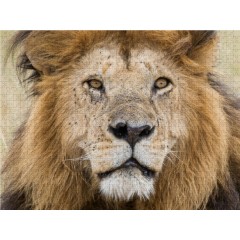 CALVENDO Puzzle CALVENDO Puzzle Lowe Пазл CALVENDO Puzzle Lowe