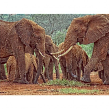 CALVENDO Puzzle CALVENDO Puzzle Elefantenherde Пазл CALVENDO Пазл стадо слонов