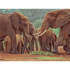CALVENDO Puzzle CALVENDO Puzzle Elefantenherde Пазл CALVENDO Пазл стадо слонов