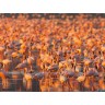 CALVENDO Puzzle CALVENDO Puzzle Flamingo Impressionen Пазл CALVENDO Пазл Фламинго впечатления