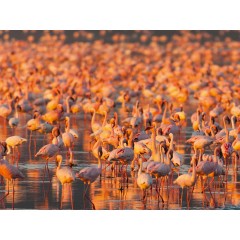 CALVENDO Puzzle CALVENDO Puzzle Flamingo Impressionen Пазл CALVENDO Пазл Фламинго впечатления