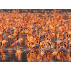CALVENDO Puzzle CALVENDO Puzzle Flamingo Impressionen Пазл CALVENDO Пазл Фламинго впечатления