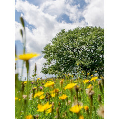 CALVENDO Puzzle CALVENDO Puzzle August: Die Wiese vor der Eiche ist in voller Blute. Hohepunkt des Sommers. Пазл CALVENDO Пазл Август: Луг перед дубом в полном цвету. пик лета.