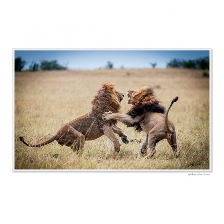 CALVENDO Puzzle CALVENDO Puzzle Emotionale Momente: Grosse Raubkatzen der Welt. Пазл CALVENDO Пазл Эмоциональные моменты: Большие хищники в мире.