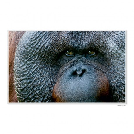 CALVENDO Puzzle CALVENDO Puzzle Emotionale Momente: Die Augen der Tiere. \/ CH-Version Пазл CALVENDO Пазл Эмоциональные моменты: Глаза животных. \/ версия CH