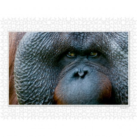 CALVENDO Puzzle CALVENDO Puzzle Emotionale Momente: Die Augen der Tiere. \/ CH-Version Пазл CALVENDO Пазл Эмоциональные моменты: Глаза животных. \/ версия CH