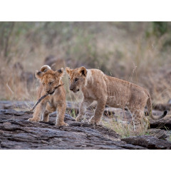 CALVENDO Puzzle CALVENDO Puzzle Emotionale Momente: Liebenswerte Lowenbabys \/ CH-Version Пазл CALVENDO Puzzle Эмоциональные моменты: милые львенки / Swiss version