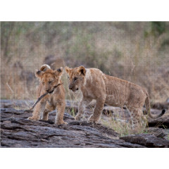 CALVENDO Puzzle CALVENDO Puzzle Emotionale Momente: Liebenswerte Lowenbabys \/ CH-Version Пазл CALVENDO Puzzle Эмоциональные моменты: милые львенки / Swiss version