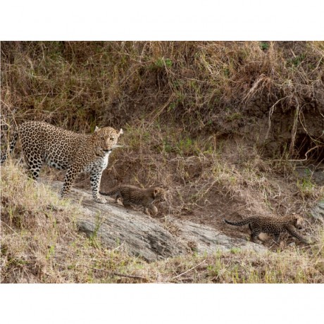 CALVENDO Puzzle CALVENDO Puzzle Emotionale Momente: Leoparden Пазл CALVENDO Puzzle Эмоциональные моменты: леопарды