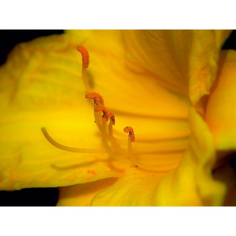 CALVENDO Puzzle CALVENDO Puzzle Lis Butter Pixie Пазл CALVENDO Puzzle Li's Butter Pixie