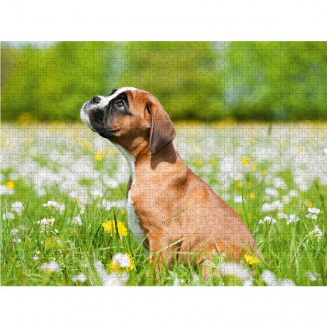 CALVENDO Puzzle CALVENDO Puzzle Niedlicher Boxerwelpe Пазл CALVENDO Puzzle Милый щенок боксера