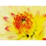 CALVENDO Puzzle CALVENDO Puzzle Dahlie Пазл CALVENDO Пазл Далия