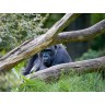 CALVENDO Puzzle CALVENDO Puzzle Gorilla Пазл CALVENDO Puzzle Горилла