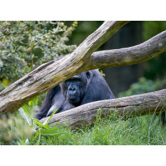 CALVENDO Puzzle CALVENDO Puzzle Gorilla Пазл CALVENDO Puzzle Горилла