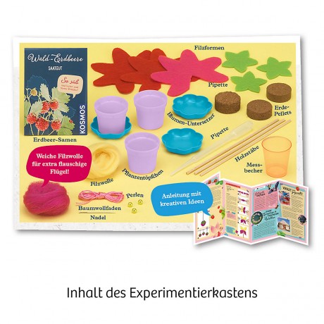 Kosmos Feen-Erdbeeren Сказочная клубника