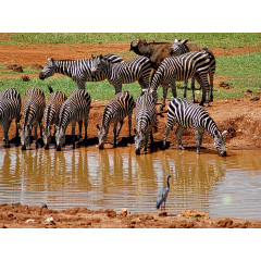 CALVENDO Puzzle CALVENDO Puzzle Zebras in freier Wildbahn Пазл CALVENDO Puzzle Зебры в дикой природе