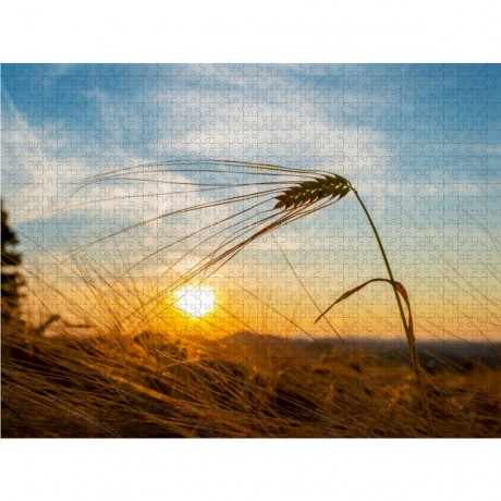 CALVENDO Puzzle CALVENDO Puzzle Getreide Пазл CALVENDO Пазл зерно