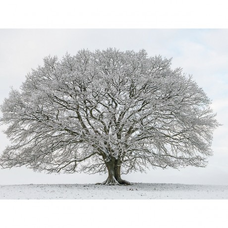 CALVENDO Puzzle CALVENDO Puzzle Eiche in den vier Jahreszeiten. Der Januar. Пазл CALVENDO Пазл Дуб в четыре сезона. Январь.