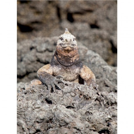 CALVENDO Puzzle CALVENDO Puzzle Meerechse auf der Galapagos Tintoteras Пазл CALVENDO Пазл морских игуан на Галапагосских Тинтотерах