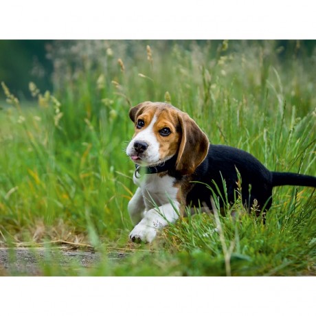 CALVENDO Puzzle CALVENDO Puzzle Beagle Welpe im Gras Пазл CALVENDO Puzzle Щенок бигля в траве