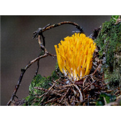 CALVENDO Puzzle CALVENDO Puzzle Klebriger Hornling Пазл CALVENDO Puzzle Sticky Hornling