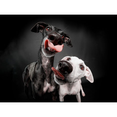 CALVENDO Puzzle CALVENDO Puzzle Doppelter Windhundkuss Пазл CALVENDO Puzzle Двойной поцелуй борзой