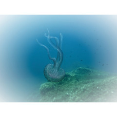 CALVENDO Puzzle CALVENDO Puzzle Faszination Leuchtquallen Пазл CALVENDO Puzzle Очарование светящихся медуз