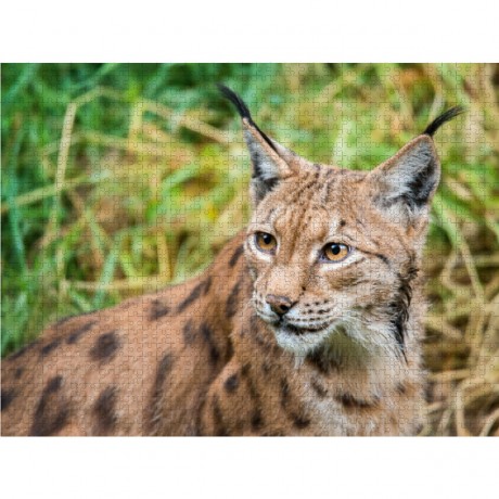 CALVENDO Puzzle CALVENDO Puzzle Faszination Luchs im Bayerischen Wald Пазл CALVENDO Puzzle Очарование рыси в Баварском лесу