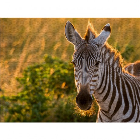 CALVENDO Puzzle CALVENDO Puzzle Beim Barte des Zebras Пазл CALVENDO Puzzle У бороды зебры