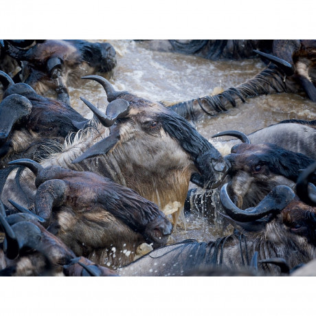 CALVENDO Puzzle CALVENDO Puzzle Emotionale Momente: Die grosse Gnuwanderung Пазл CALVENDO Puzzle Эмоциональные моменты: Великая миграция антилоп гну