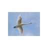 CALVENDO Puzzle CALVENDO Puzzle Fliegender Schwan Пазл CALVENDO Puzzle Летающий лебедь