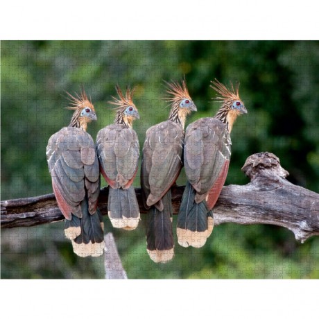 CALVENDO Puzzle CALVENDO Puzzle Hoatzins Пазл CALVENDO Puzzle Hoatzins