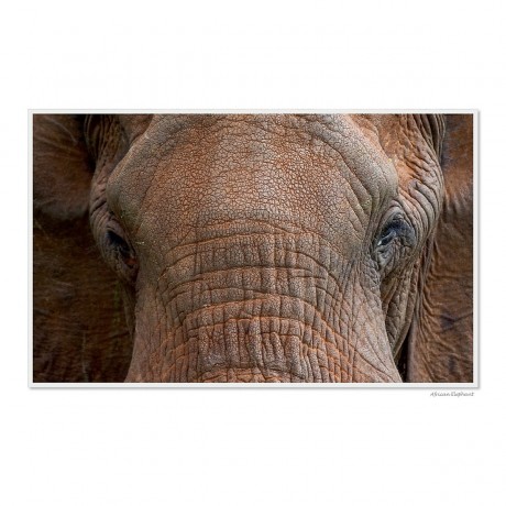 CALVENDO Puzzle CALVENDO Puzzle Emotional Moments: Die Augen der Tiere. UK-Version Пазл CALVENDO Puzzle Emotional Moments: Глаза животных. версия для Великобритании
