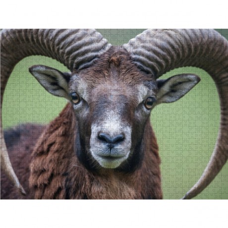 CALVENDO Puzzle CALVENDO Puzzle Emotionale Momente: Muffelwild. Пазл CALVENDO Пазл Эмоциональные моменты: муфлон.