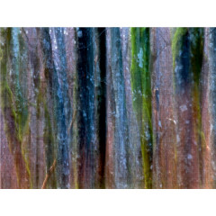 CALVENDO Puzzle CALVENDO Puzzle Baumsymfonie Пазл CALVENDO Пазл дерево симфония