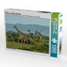 CALVENDO Puzzle CALVENDO Puzzle Giraffen....anmutig und grazios Пазл CALVENDO Пазл жирафы... грациозные и грациозные