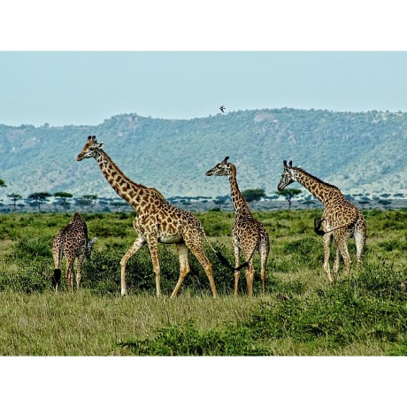CALVENDO Puzzle CALVENDO Puzzle Giraffen....anmutig und grazios Пазл CALVENDO Пазл жирафы... грациозные и грациозные