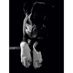 CALVENDO Puzzle CALVENDO Puzzle Nelly Пазл CALVENDO Пазл Нелли