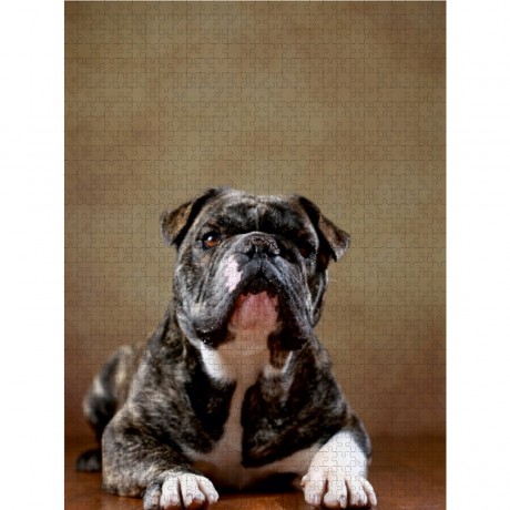 CALVENDO Puzzle CALVENDO Puzzle Rocco Пазл CALVENDO Пазл Рокко