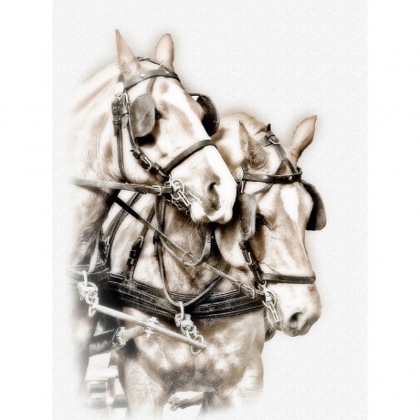 CALVENDO Puzzle CALVENDO Puzzle Equestrian Kunst Пазл CALVENDO Puzzle Конное искусство